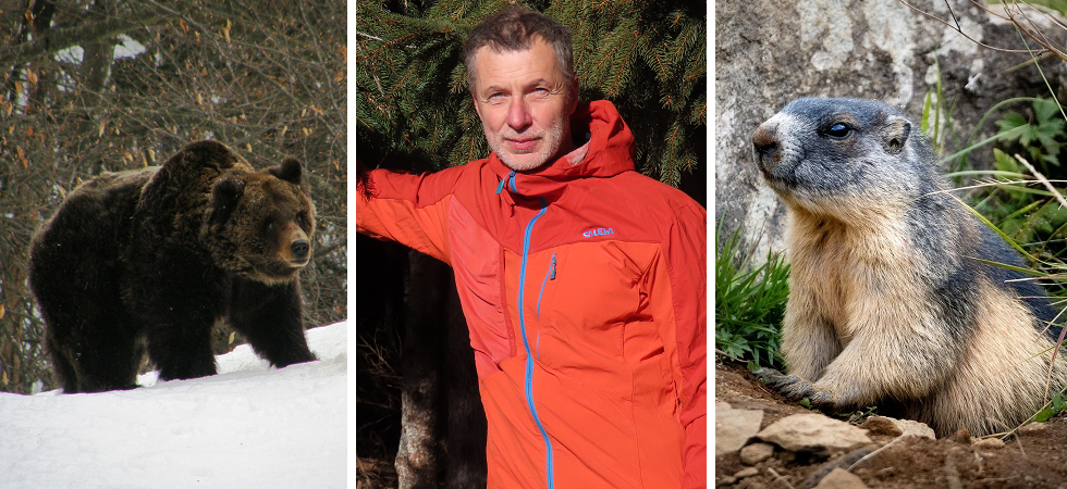 A sinistra un orso bruno foto Michele Zeni, Archivio Parco Naturale Adamello Brenta